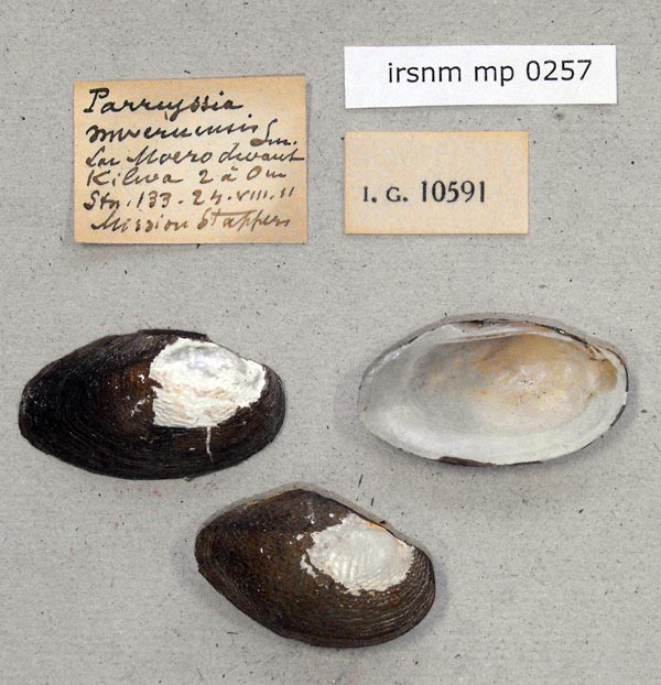 specimen
