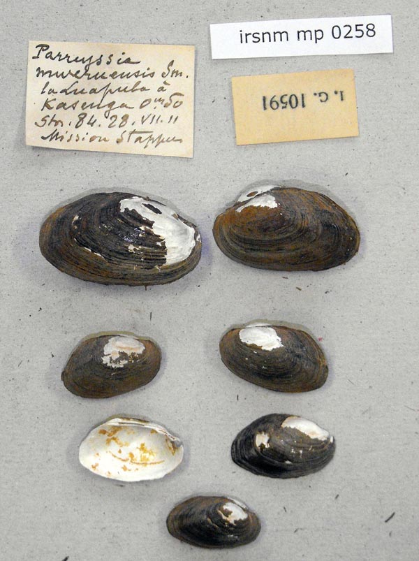 specimen