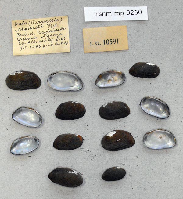 specimen