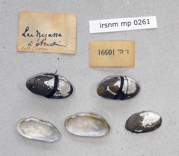 specimen