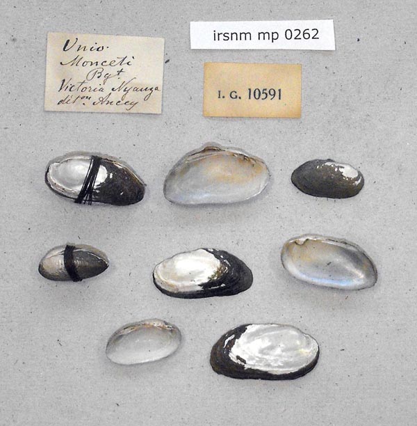 specimen