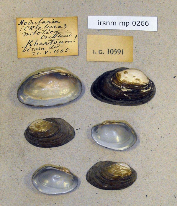 specimen