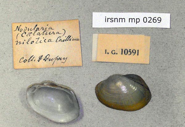 specimen