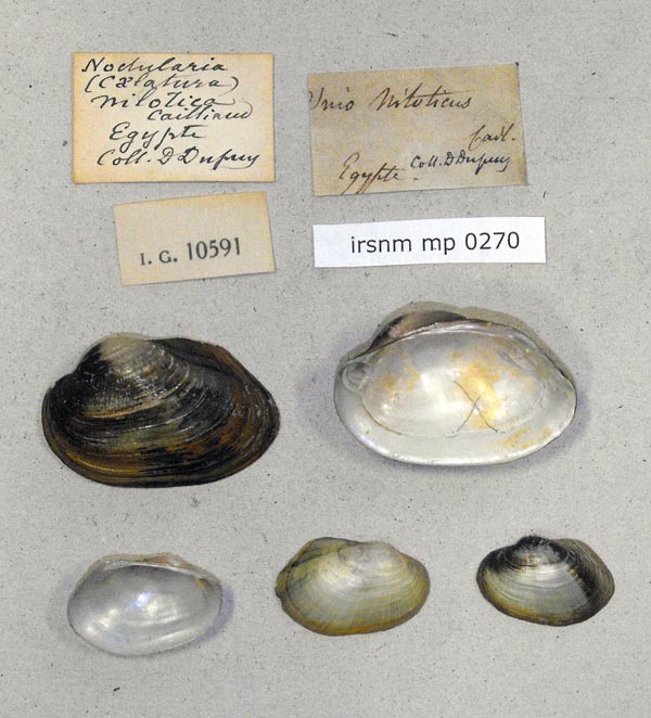 specimen