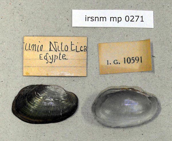 specimen