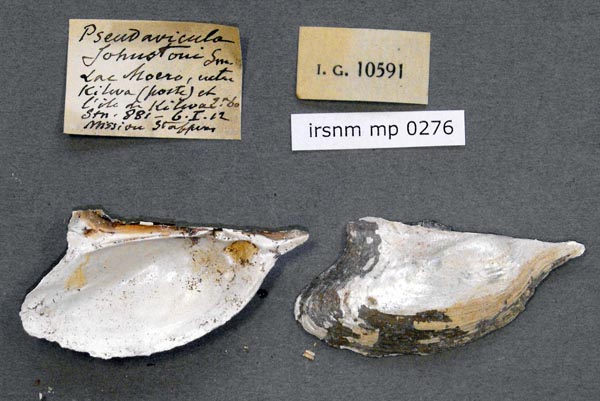 specimen