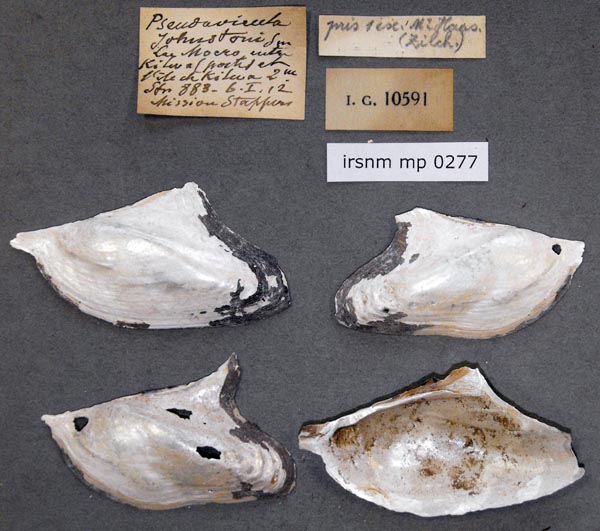 specimen