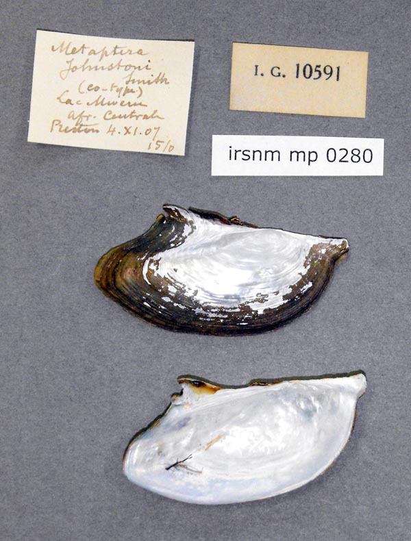 specimen