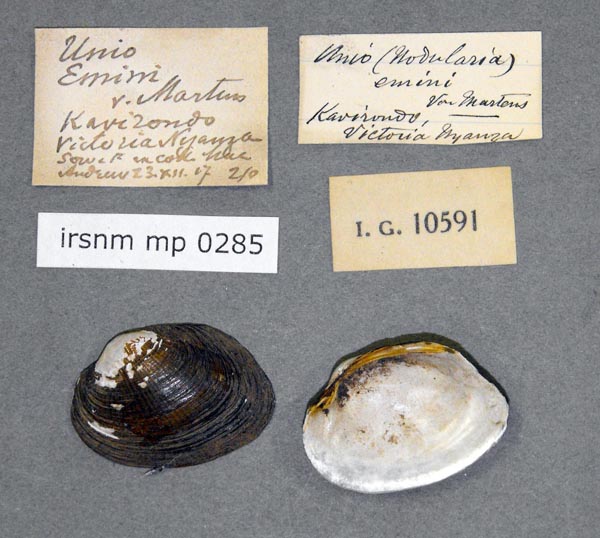 specimen