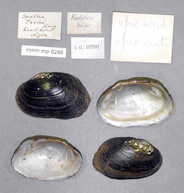 specimen