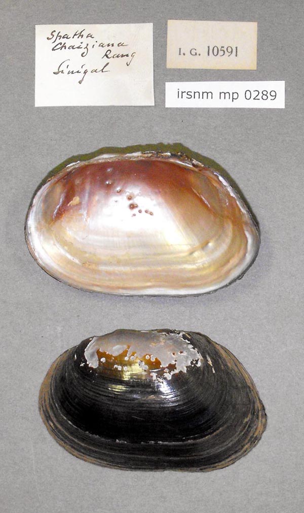specimen