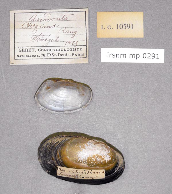specimen
