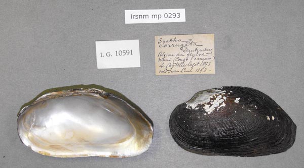 specimen