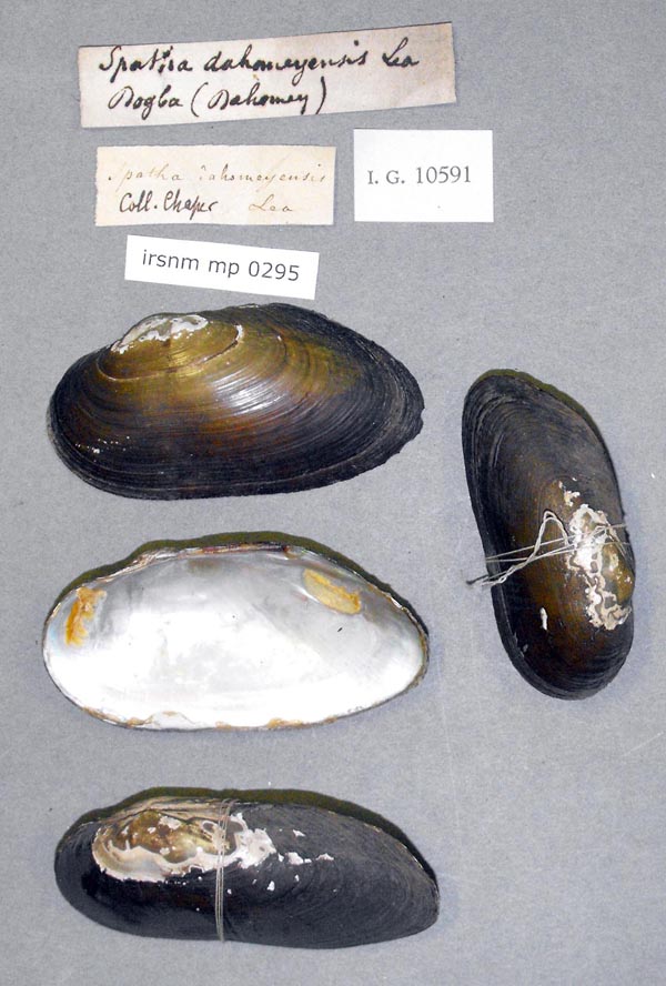 specimen