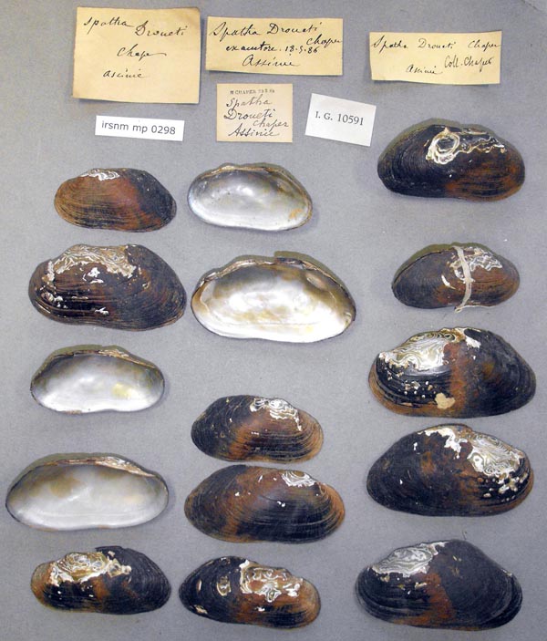 image of lot IRSNB_MP_0298 image of lot IRSNB_MP_0298