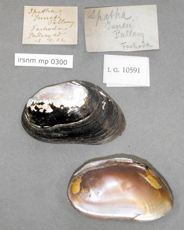specimen