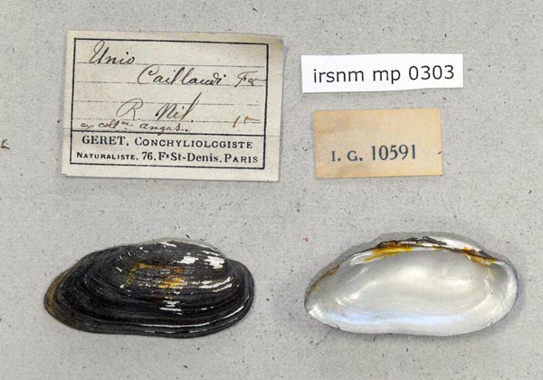 specimen
