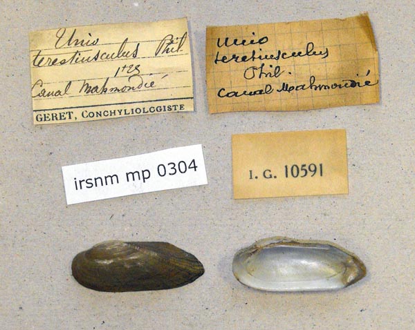 specimen