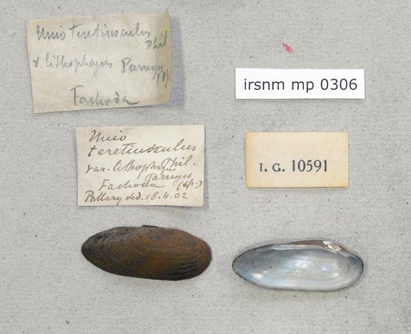 specimen