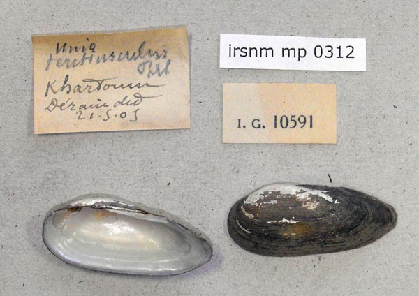 specimen