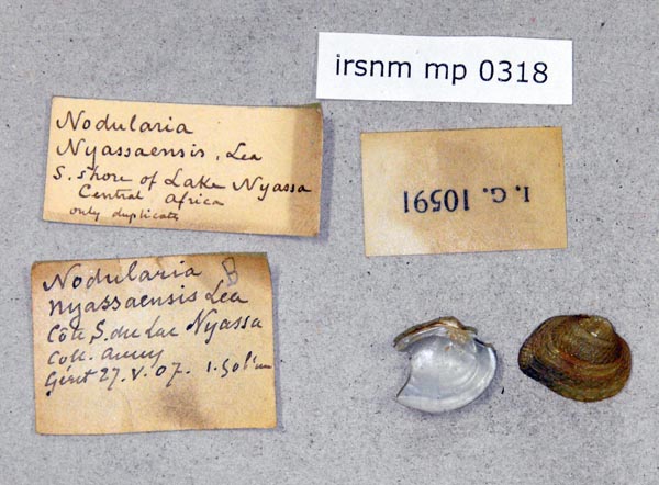 specimen