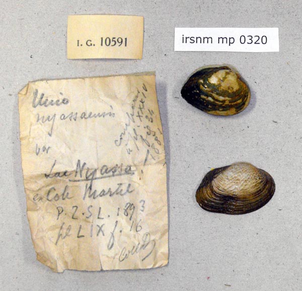 specimen