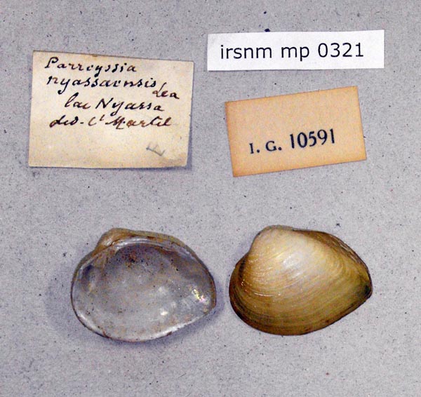 specimen