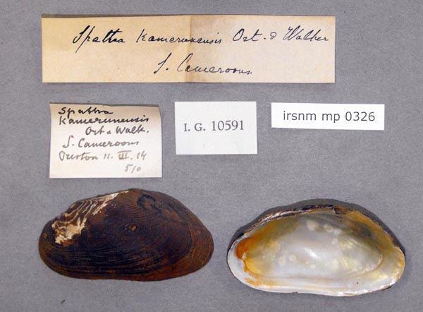 specimen