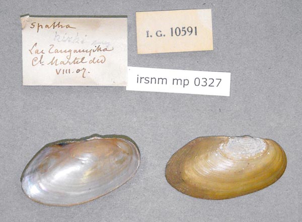 image of lot IRSNB_MP_0327