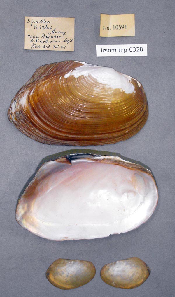 image of lot IRSNB_MP_0328 image of lot IRSNB_MP_0328