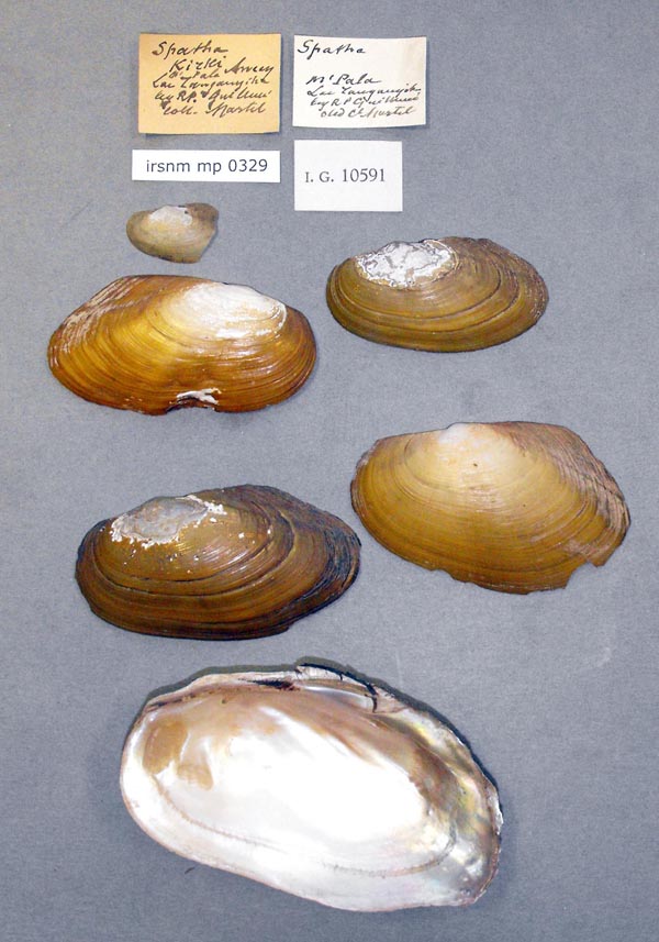 image of lot IRSNB_MP_0329