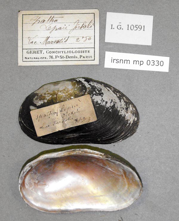 specimen
