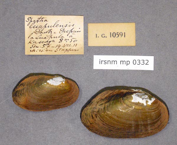 specimen