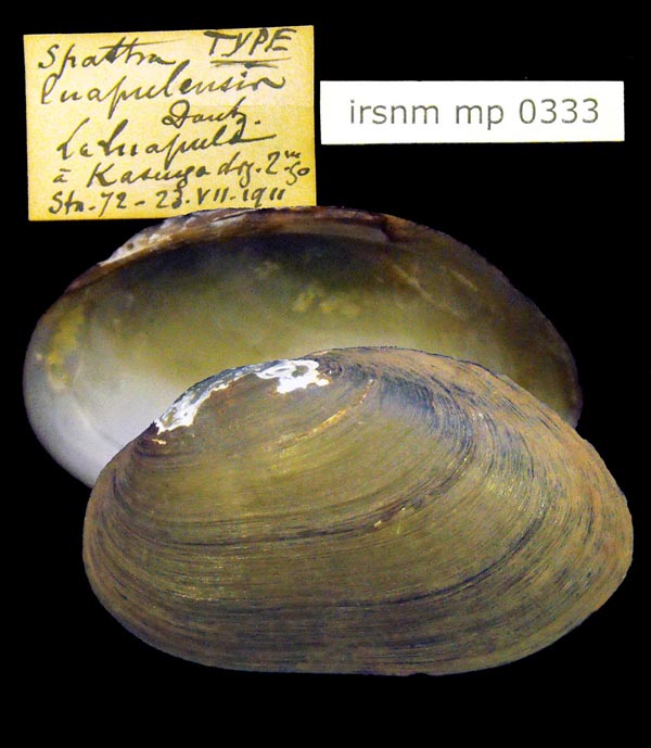 specimen
