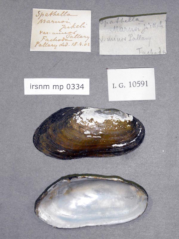 specimen