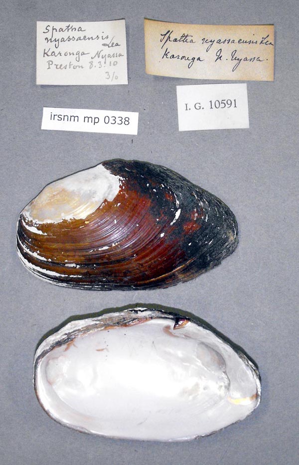 image of lot IRSNB_MP_0338 image of lot IRSNB_MP_0338