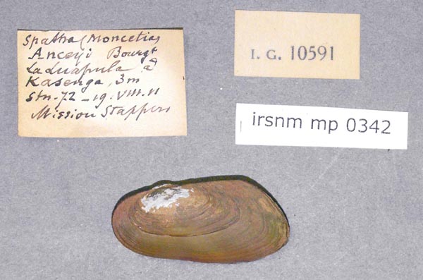 specimen