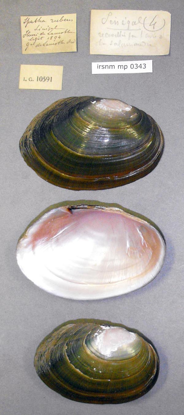 specimen