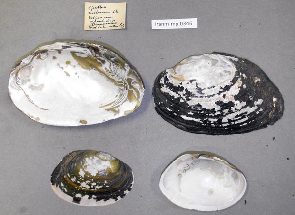 specimen
