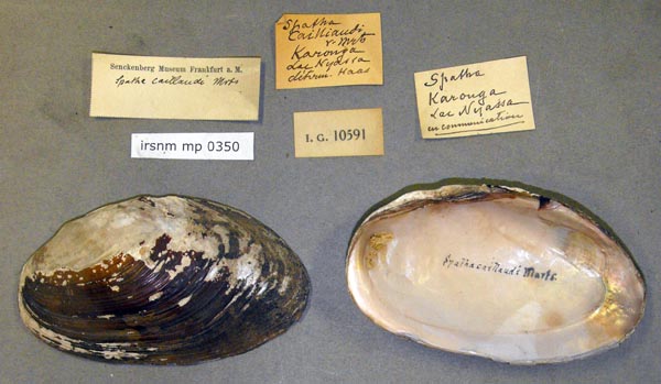 image of lot IRSNB_MP_0350 image of lot IRSNB_MP_0350