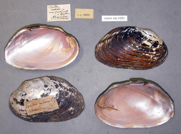 specimen