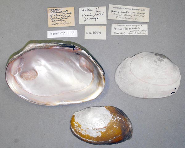 specimen