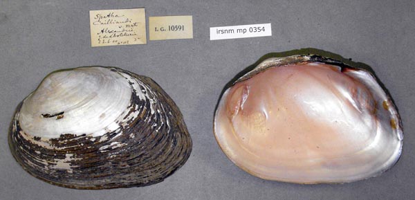 specimen