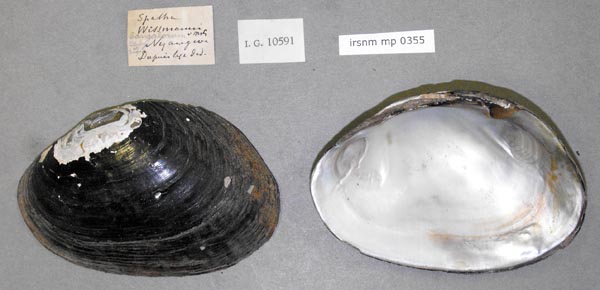 specimen