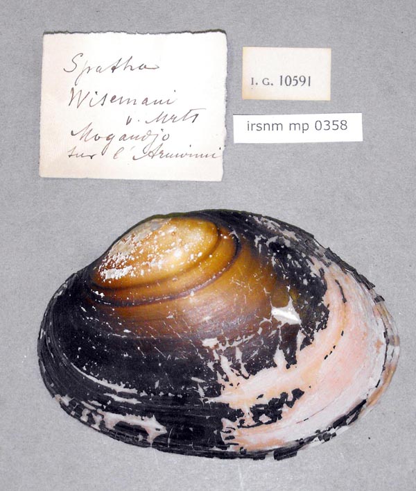 specimen
