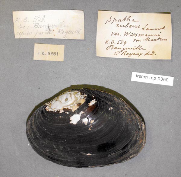 specimen