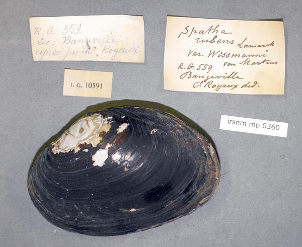 specimen