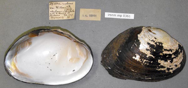 specimen