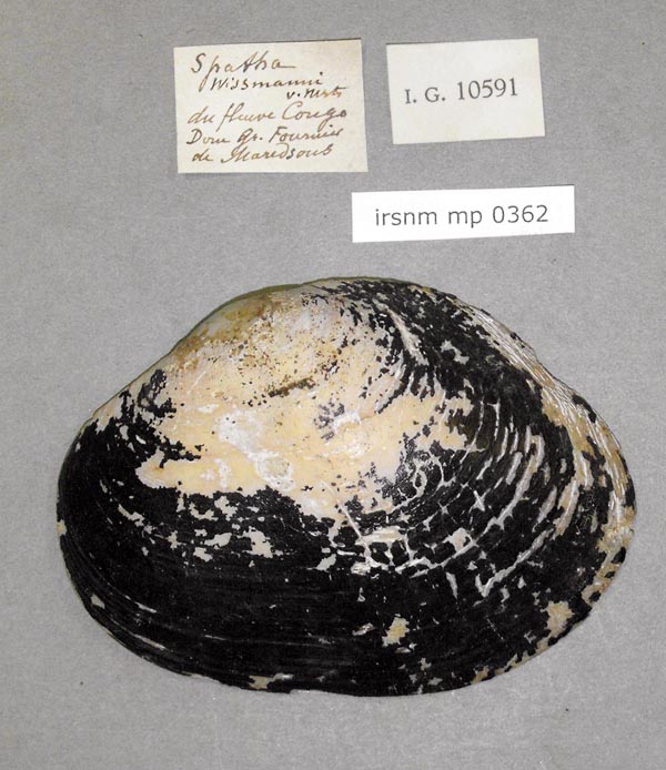 specimen