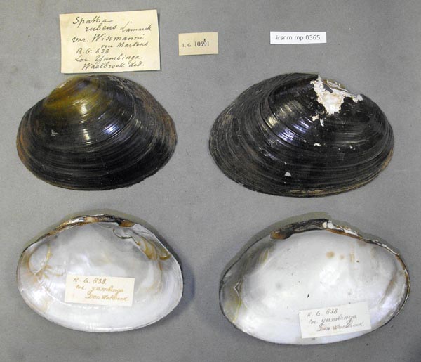 specimen